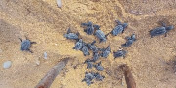 Corpoguajira destaca labor de la comunidad de Bahía Hondita en la conservación de la tortuga marina