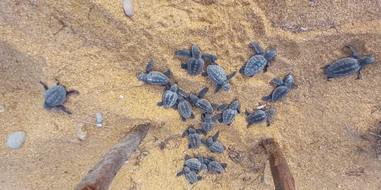 Corpoguajira destaca labor de la comunidad de Bahía Hondita en la conservación de la tortuga marina