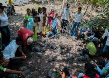 Corpoguajira libera 43 morrocoys en el DRMI Cuenca Baja del Río  Ranchería