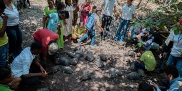 Corpoguajira libera 43 morrocoys en el DRMI Cuenca Baja del Río  Ranchería