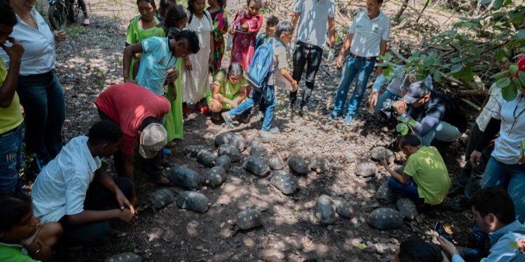 Corpoguajira libera 43 morrocoys en el DRMI Cuenca Baja del Río  Ranchería