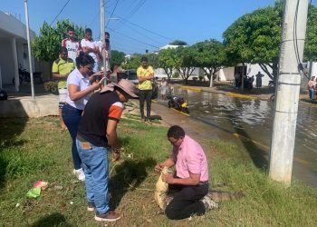 Corpoguajira rescata babilla en la Av. Circunvalar de Riohacha