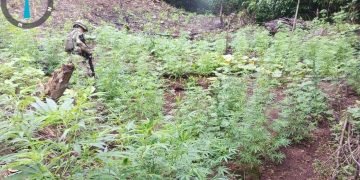 Ejército desmantela cultivo ilícito de marihuana en La Guajira