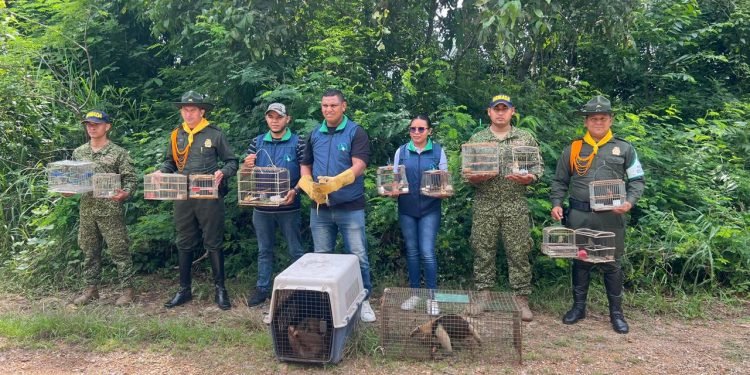 En los departamentos de Bolívar y Sucre, la Armada recupera 107 especies de fauna silvestre