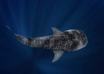 Avistamiento de tiburón ballena a 13 kilómetros de Riohacha: un símbolo de la salud de nuestros mares