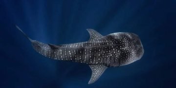Avistamiento de tiburón ballena a 13 kilómetros de Riohacha: un símbolo de la salud de nuestros mares