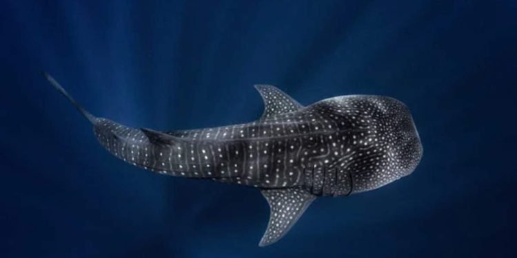 Avistamiento de tiburón ballena a 13 kilómetros de Riohacha: un símbolo de la salud de nuestros mares