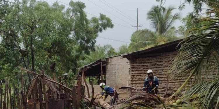 Denuncia de ciudadanos de La Guajira ante Corpoguajira y la Procuraduría Ambiental por poda de árboles por parte de Air-e