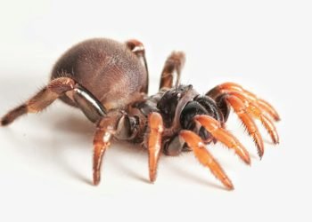 Actinopus embera, una nueva especie de araña se suma a la biodiversidad del Caribe colombiano