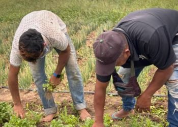 Gobierno Nacional impulsa compras directas a campesinos productores del territorio guajiro a través de Bienestar Familiar