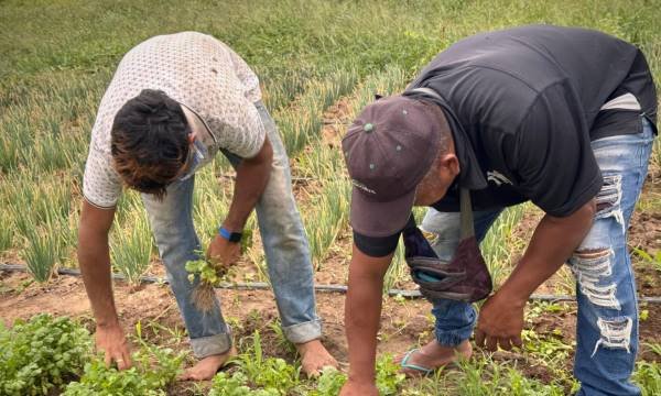 Gobierno Nacional impulsa compras directas a campesinos productores del territorio guajiro a través de Bienestar Familiar