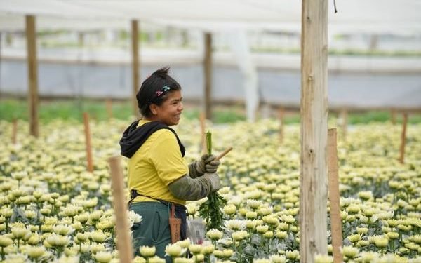 Colombia triplicó la exportación de flores a diferentes países del mundo para la celebración del Día de la Madre