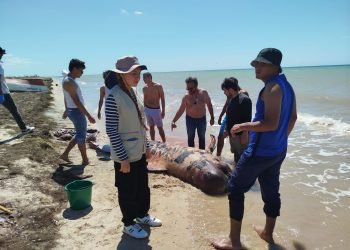 Ballena piloto juvenil fue encontrada en costas de la comunidad de Samaria, en Manaure