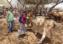El ICA realiza seguimiento al primer ciclo de vacunación en comunidades indígenas de la Alta Guajira