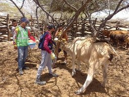 El ICA realiza seguimiento al primer ciclo de vacunación en comunidades indígenas de la Alta Guajira