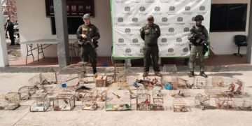 La Policía Nacional incauta 48 aves silvestres en Maicao que eran objeto de comercio ilegal