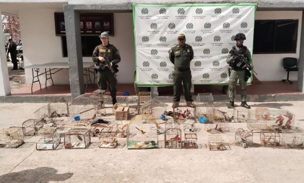 La Policía Nacional incauta 48 aves silvestres en Maicao que eran objeto de comercio ilegal