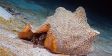 Inicia veda de caracol pala en el Archipiélago de San Andrés