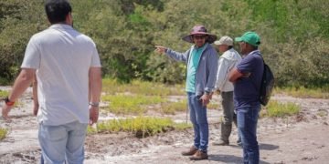 Corpoguajira y la ANH fortalecen restauración de manglares en La Guajira con siembra de 50.000 plántulas
