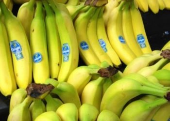 Condenan a 7 bananeros de Chiquita Brands por haber financiado grupos paramilitares