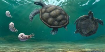 Tortuga fósil hallada en La Guajira y olvidada durante décadas en un museo en Suiza resultó ser una nueva especie