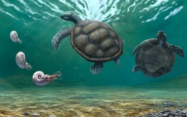 Tortuga fósil hallada en La Guajira y olvidada durante décadas en un museo en Suiza resultó ser una nueva especie