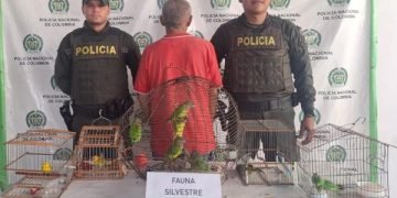 Policía Nacional captura a ciudadano por traficar con fauna silvestre en Manaure