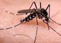 Santander reporta descenso significativo en casos de dengue frente al año anterior