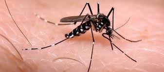 Santander reporta descenso significativo en casos de dengue frente al año anterior