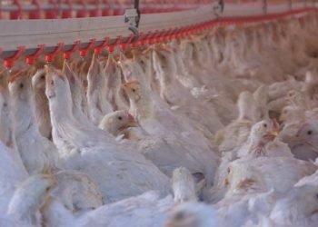 Colombia logra un hito histórico: exportar pollo a Japón por primera vez