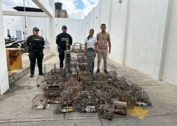 Corpoguajira y Policía decomisan 90 aves que estaban en cautiverio en una vivienda de Riohacha