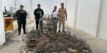 Corpoguajira y Policía decomisan 90 aves que estaban en cautiverio en una vivienda de Riohacha