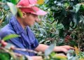 MinAgricultura confirma inversión de $52.000 millones para proteger la caficultura ante el fenómeno de El Niño
