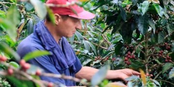 MinAgricultura confirma inversión de $52.000 millones para proteger la caficultura ante el fenómeno de El Niño