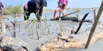 Corpoguajira y WWF Colombia avanzan en la restauración de manglares en La Guajira