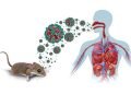 Minsalud informó que a la fecha, no hay alerta sobre la presencia de hantavirus en Colombia