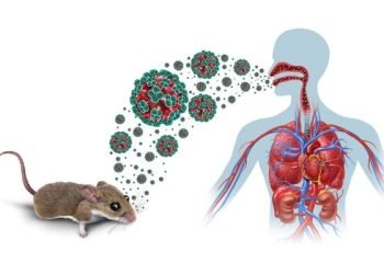 Minsalud informó que a la fecha, no hay alerta sobre la presencia de hantavirus en Colombia