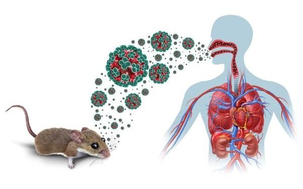 Minsalud informó que a la fecha, no hay alerta sobre la presencia de hantavirus en Colombia
