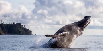 Más de 8.000 ballenas llegarán al pacífico colombiano mientras comunidades impulsan modelo de avistamiento responsable   