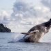 Más de 8.000 ballenas llegarán al pacífico colombiano mientras comunidades impulsan modelo de avistamiento responsable   