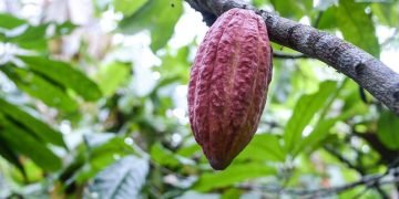 Cacao con valor agregado: Córdoba busca atraer inversión para conquistar mercados premium   