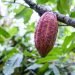 Cacao con valor agregado: Córdoba busca atraer inversión para conquistar mercados premium   