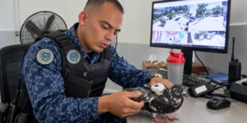 En carcel de Ibagué descubren Palomas entrenadas para burlar controles.