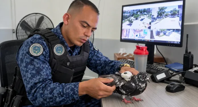En La Tramacúa descubren Palomas entrenadas para burlar controles.